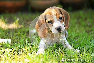 Funny cute beagle dog in park Stock Photo