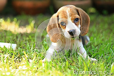 Funny cute beagle dog in park Stock Photo