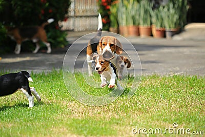 Funny cute beagle dog in park Stock Photo