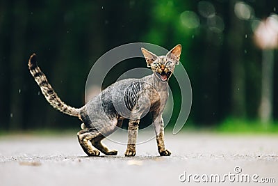 Funny Cute Beautiful Curious Playful Devon Rex Cat Looking At Camera. Devon Rex Cat With Dark Brown Tabby Fur Color On Stock Photo