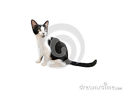 Funny cute black white cat glared with yellow eyes. A pretty cat sitting and glancing something isolated on white background Stock Photo