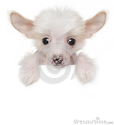 Funny cute Chinese crested puppy above white banner Stock Photo