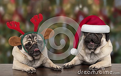 Funny cute Christmas pug puppy dogs leaning on wooden table, wearing santa claus hat and reindeer antlers Stock Photo