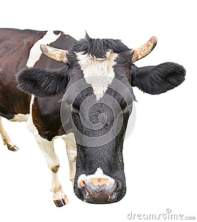 Funny cute cow isolated on white background. Looking at the camera black and white curious cow close up Stock Photo