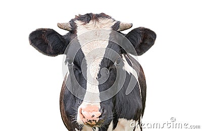 Funny cute cow isolated on white background. Looking at the camera black and white curious cow close up Stock Photo