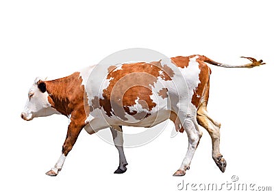 Funny cute cow isolated on white. Jumping red cow. Funny spotted cow. Farm animals. Cow, standing full-length Stock Photo