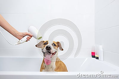 Funny cute dog in a bathtub getting dried with a hair-dryer. Stock Photo
