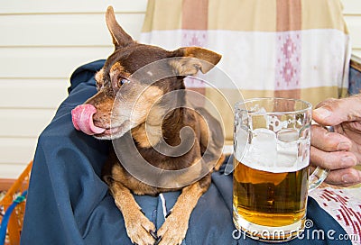 Funny cute dog with a beer, which offers its owner. Humor Stock Photo