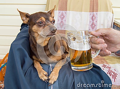 Funny cute dog with a beer, which offers its owner. Humor Stock Photo