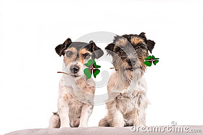 Jack Russell Terrier wearing four leaf clover Stock Photo