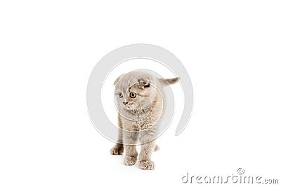Funny cute kitten isolated on white. Scottish fold cat. Copy space Stock Photo