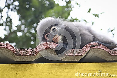 Funny cute monkeys spectacled langur Trachypithecus obscurus in the national park Stock Photo