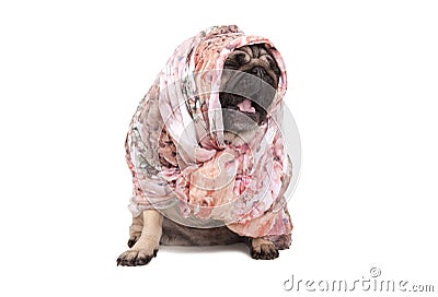 Funny cute pug puppy dog with headscarf sitting down yawning, isolated on white background Stock Photo