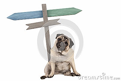 Funny cute pug puppy dog sitting down next to blank signpost; with signs pointing left and right Stock Photo