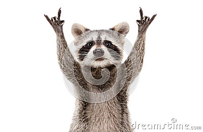 Funny cute raccoon showing a rock gesture Stock Photo