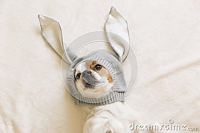 Funny cute small dog sitting on bed and looking at the camera with a costume of bunny ears. Pets indoors. Top view Stock Photo