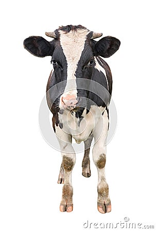 Funny cute young cow full length isolated on white. Looking at the camera black and white curious spotted cow close up. Stock Photo