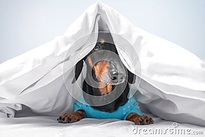 Funny dachshund in blue pajamas just woke up or going to sleep. Advertising bed linen or home clothes for pets. How to Stock Photo