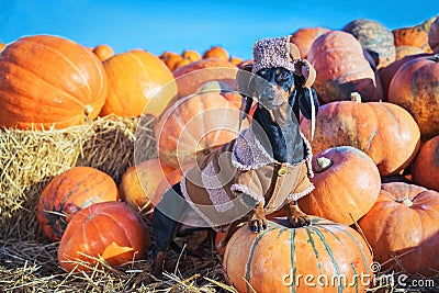 Funny Dachshund dog, black and tan, dressed in a village hat and a coat, standing on a heap a pumpkin harvest at the fair in the a Stock Photo