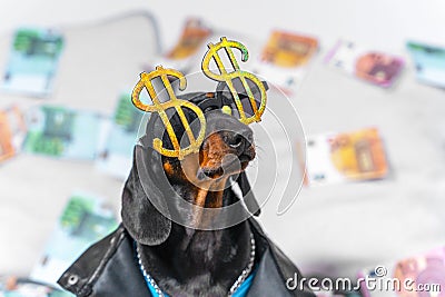 Funny dachshund puppy in a cool leather jacket and with dollar-shaped glasses sits and boldly looks up, money scattered Stock Photo