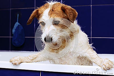 FUNNY DIRTY JACK RUSSELL DOG BATHING. TERRIER PUPPY ON BLUE BATHTUB WITH PAWS HANGING OVER EDGE. SAD EXPRESSION Stock Photo