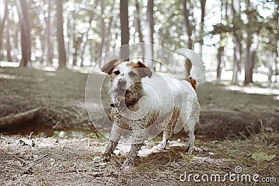 FUNNY DIRTY JACK RUSSELL DOG PLAYING IN A MUD PUDDLE Stock Photo