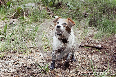FUNNY DIRTY JACK RUSSELL DOG PLAYING IN A MUD PUDDLE AT THE FOREST ON SUMMER OR SPRING SEASON Stock Photo