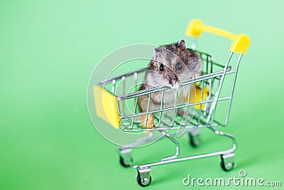 Funny Djungarian hamster sits in children`s empty shopping cart on green background. Funny pet is having fun Stock Photo