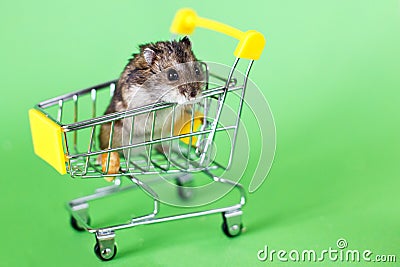 Funny Djungarian hamster sits in children s empty shopping cart on green background. Funny pet is having fun Stock Photo