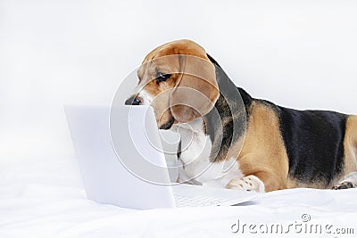 Funny dog beagle looks at a laptop Stock Photo