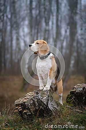 Funny dog breed Beagle for a walk in the autumn Park in a thick fog Stock Photo