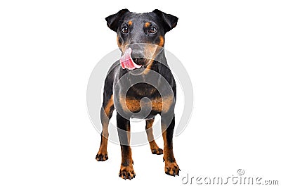 Funny dog breed Jagdterrier standing licking tongue Stock Photo