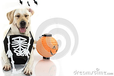 FUNNY DOG CELEBRATING HALLOWEEN WITH A SKULL BAG LIKE COSTUME A Stock Photo