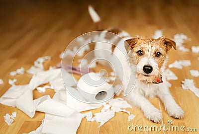 Funny dog after chewing a toilet paper, dog mischief or puppy training Stock Photo