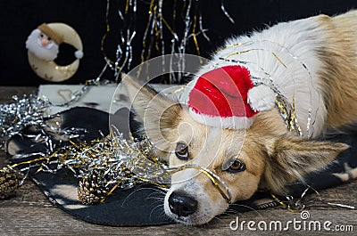 Funny dog on new year`s Eve Stock Photo