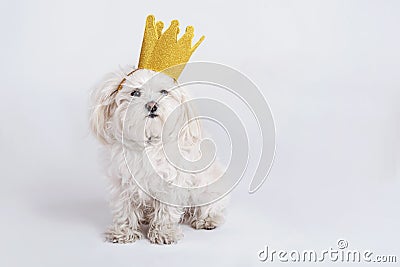 Funny dog with crown Stock Photo