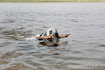 A funny dog, dalmatian, swims along the lake with a stick Stock Photo