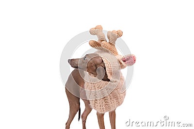 funny dog in the deer hat Stock Photo