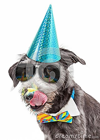 Funny Dog Eating Birthday Cake Stock Photo