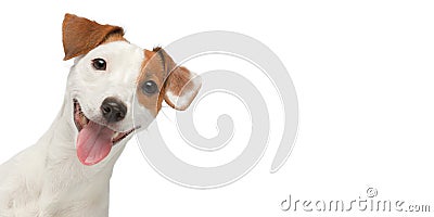 Funny dog face isolated. Jack Russell Terrier portrait on white background Stock Photo