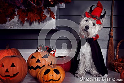 Funny dog in Halloween costume and pumkins Stock Photo