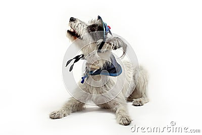 Dog in hat on white background Stock Photo