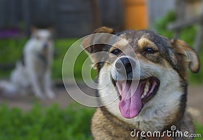 Funny dog with his tongue hanging out Stock Photo
