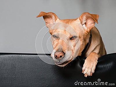 Funny dog laying in his bed Stock Photo