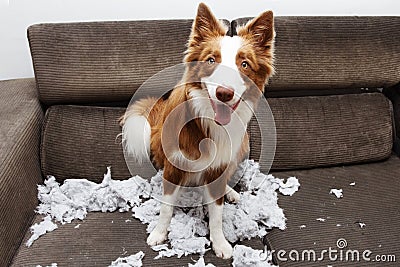 Funny dog mischief biting a pillow on sofa with innocent expression face Stock Photo