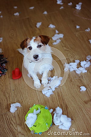 FUNNY DOG MISCHIEF. GUILTY JACK RUSSELL DESTROYED A FABRIC AND FLUFFY BALL AND TOYS AT HOME. HIGH ANGLE VIEW Stock Photo