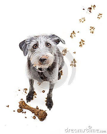 Funny Dog With Muddy Face Stock Photo