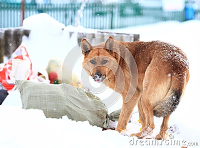 Funny dog near some rubish Stock Photo