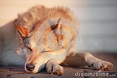 Funny dog near some rubish Stock Photo