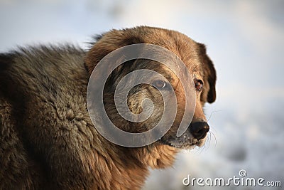 Funny dog near some rubish Stock Photo